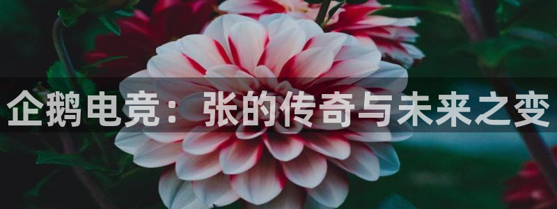 vkgame威客电竞官网：企鹅电竞：张的传奇与未来之变